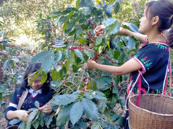 掸邦南部Green Gold合作社今年已向国外出口咖啡豆68吨