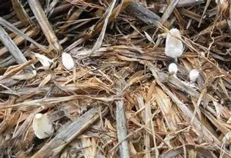 伊洛瓦底省宫漂县区生产出来的稻草菇畅销各地区