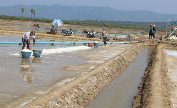 伊洛瓦底省礼德耶县区9月份期间向仰光市输送出日晒盐7万缅斤